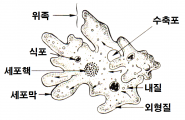 아메바는 원생생물이다.