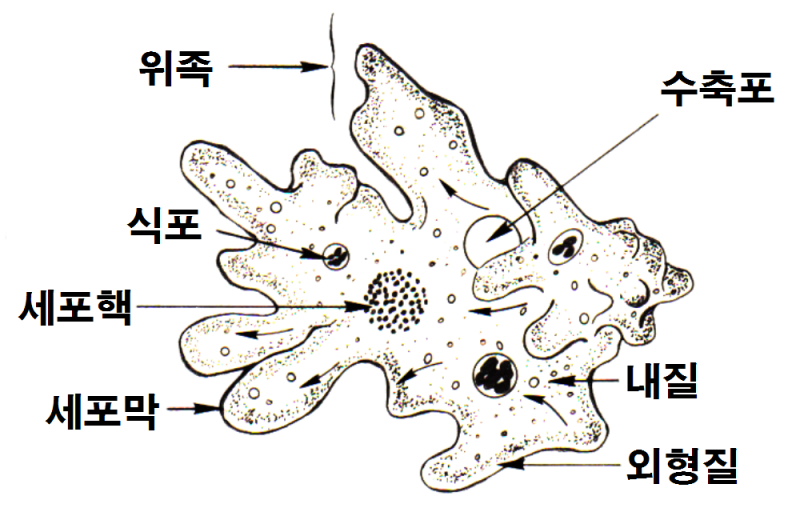 파일:아메바구조.png