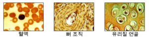 결합조직2.png