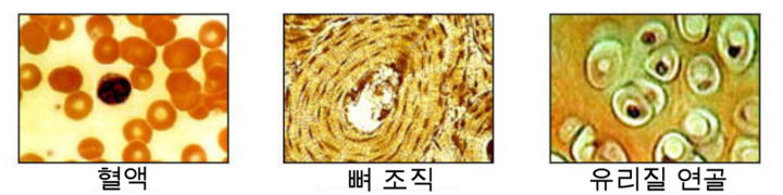 결합조직2.png
