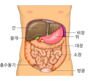 복강장기위치.png