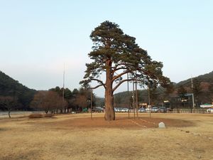 정이품송.jpg