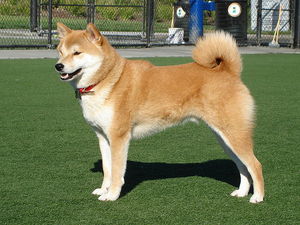 시바견.jpg