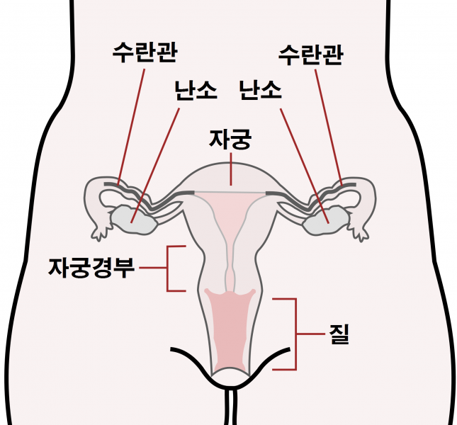 파일:2000px-Scheme female reproductive system-en.svg.png
