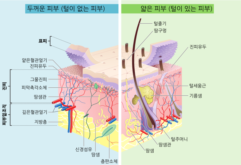 털이 있는 피부와 털이 없는 피부의 구조