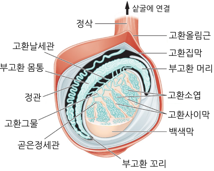 파일:고환.png
