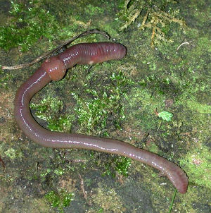 지렁이.jpg