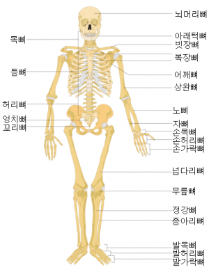 인간뼈대.png