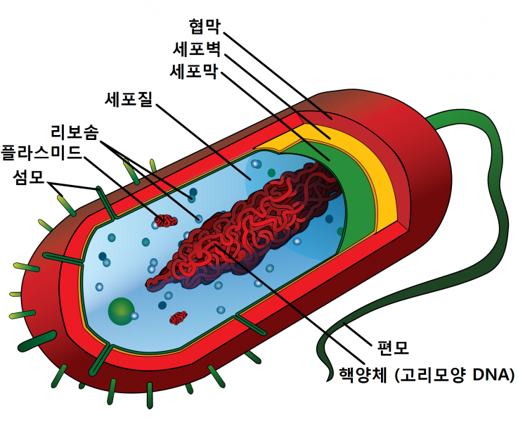 파일:원핵세포구조.png