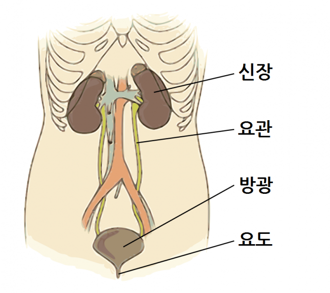 파일:비뇨기계.png