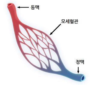 모세혈관구조.jpg
