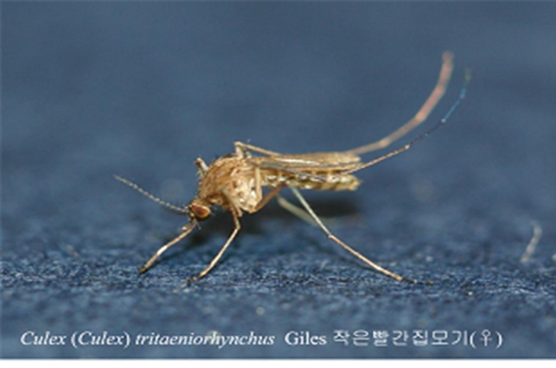 파일:작은빨간집모기.jpg