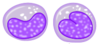 단핵구그림.png