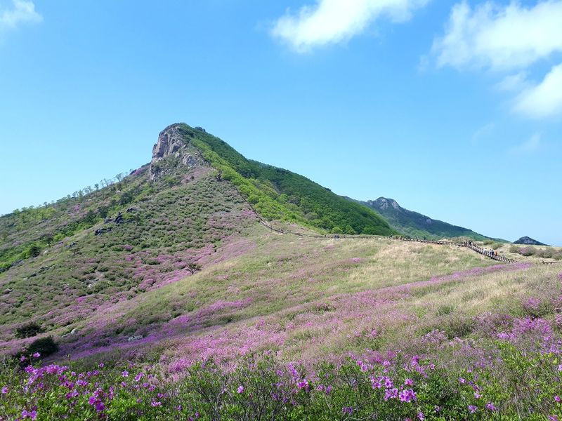 파일:황매산철쭉.jpg