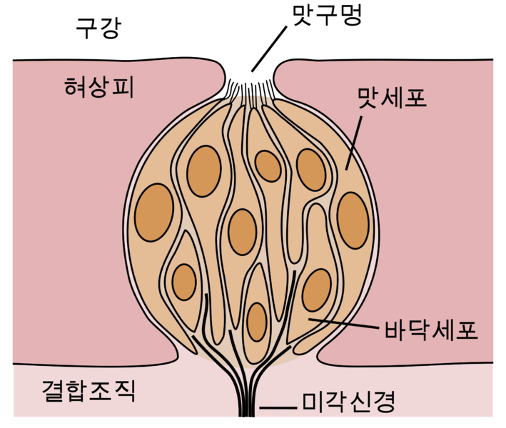 파일:맛봉오리구조도.png