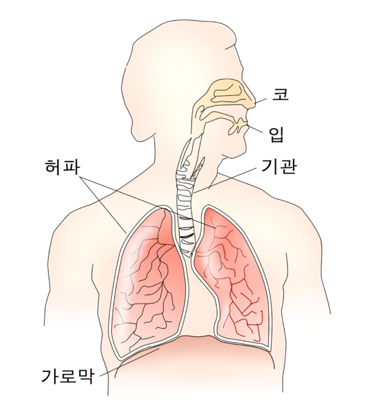 파일:호흡계통.png