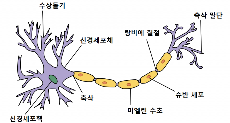 파일:신경세포.png