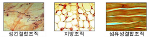 결합조직1.png