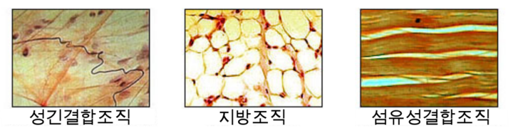 결합조직1.png
