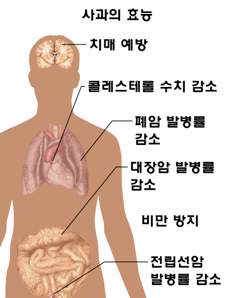 파일:사과의효능.png