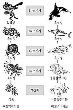 먹이사슬.jpg