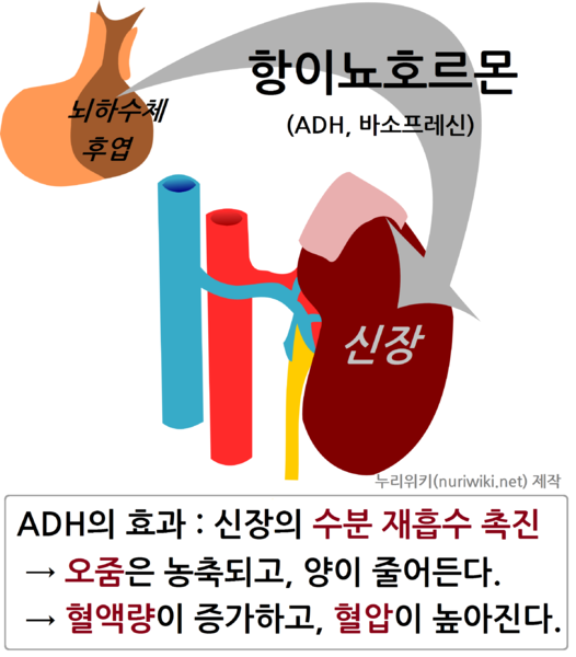 파일:ADH효과.png