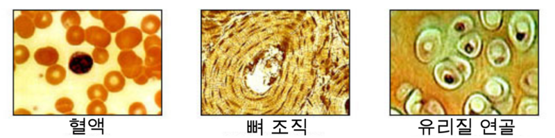 파일:결합조직2.png