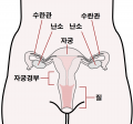 2000px-Scheme female reproductive system-en.svg.png
