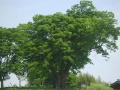 담양느티나무.jpg